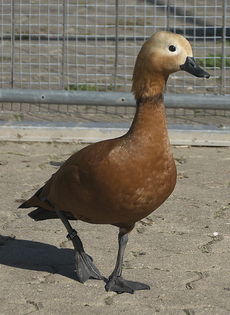 金靴